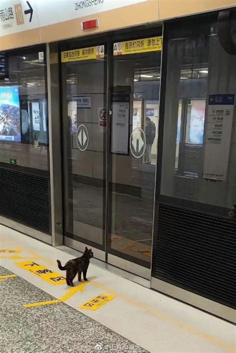 等地铁被抓走的小猫咪