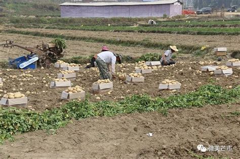 芒市轩岗乡冬马铃薯实现产值达1亿余元_昆明信息港