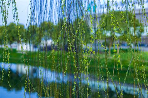 春天水边柳树发芽自然风景摄影图高清摄影大图-千库网