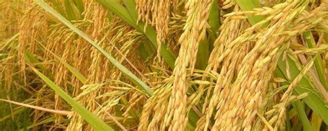 小麦和水稻的区别，三大不同区分小麦与水稻 - 农业种植网
