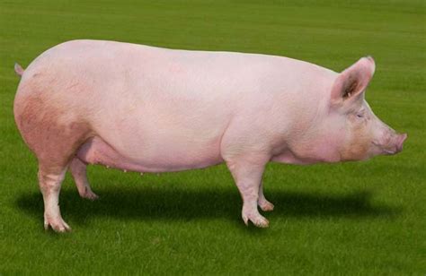 Discover the 10 Largest Pigs in the World - A-Z Animals