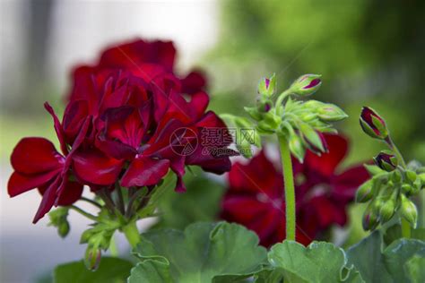 夏日花园中的红色天竺葵高清图片下载-正版图片505256026-摄图网