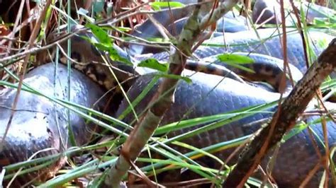 实拍泰国抓巨蟒，蟒蛇竟然藏在这样的地方！_腾讯视频