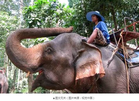 大象踩死35岁中国领队背后：这个产业的残忍超乎想象 | 每经网