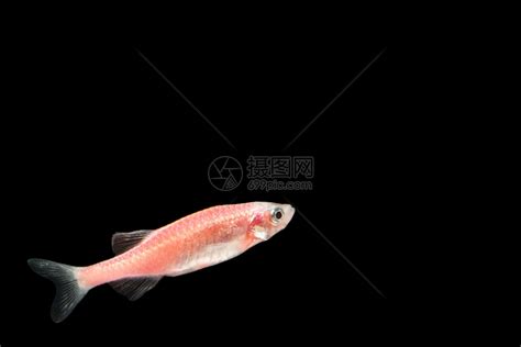 虹四粉红鱼大型高清图片下载-正版图片307228192-摄图网