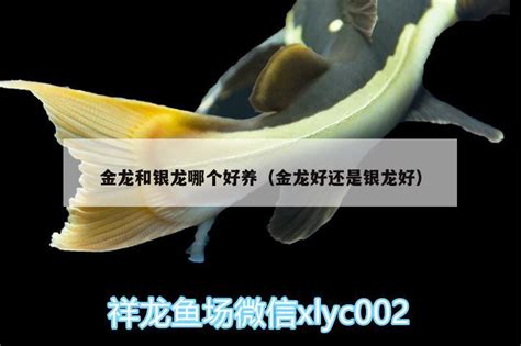 金龙和银龙哪个好养（金龙好还是银龙好） - 丹顶锦鲤鱼 - 广州观赏鱼批发市场