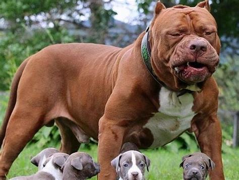 世界十大最凶猛的狗狗排行榜，你认识几个？ - 宠物
