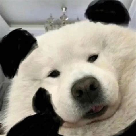 蠢太图片
