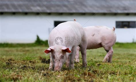 在养猪场农村场景的绿草地上的小猪可爱的小猪在有机农场农场里的小猪小猪崽家庭高清图片下载-正版图片506036533-摄图网