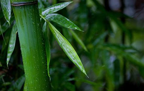 不同竹子的寓意和象征，竹子的寓意和象征意义 - 拾味生活