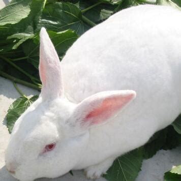 英国复活节巨兔重逾20公斤 超级萌_时尚频道_凤凰网