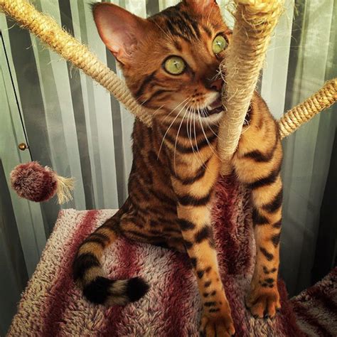 虎皮猫图片