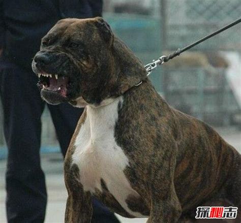 世界上二十种最凶猛的狗-世界上最凶猛的狗排行榜前十名-酷派宠物网