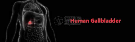 人体胆囊位置图图片