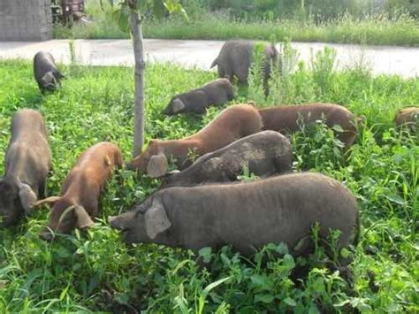 生态散养猪种什么草（露天生态养猪）-云南省种畜推广中心