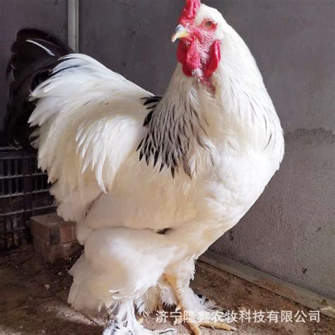 梵天鸡和小鸡高清摄影大图-千库网