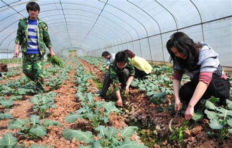 全国农业技术推广服务中心来松调研蔬菜产业发展