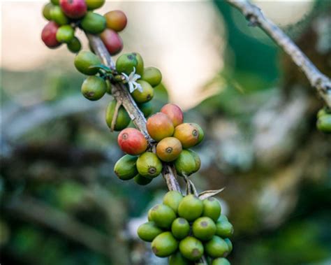 咖啡豆 苏门答腊曼特宁咖啡豆 曼特宁咖啡产地 亚洲咖啡豆 中国咖啡网 05月29日更新