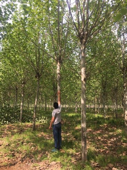 种植基地-郓城县青青苗木种植专业合作社