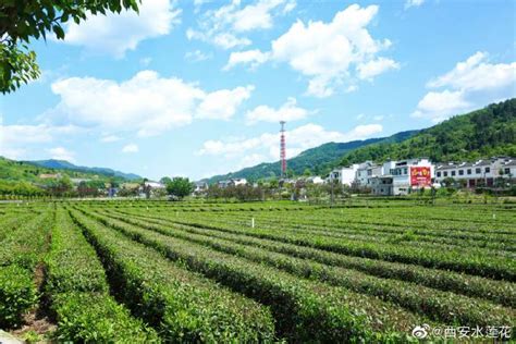 阿萨姆红茶产区可持续经营发展的故事 阿萨姆精品红茶著名的茶园介绍 中国咖啡网