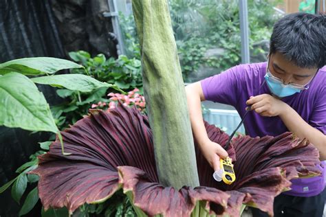 世界首次！国家植物园巨魔芋实现群体开花，每次花期不超过48小时