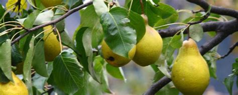 梨树周年栽培管理历，从清园萌芽到挂果采收，病虫管理和施肥方案