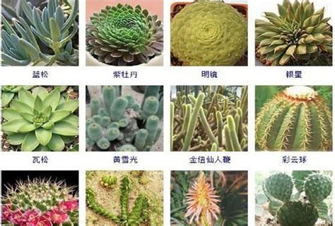 常见的盆栽名字和图片,绿植盆栽名字图片大全_大山谷图库