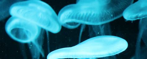 世界体型最大的隐秘海洋杀手巨型水母 - 海洋财富网