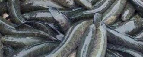 黑鱼种苗价格及养殖方法，附黑鱼的人工繁殖-农百科