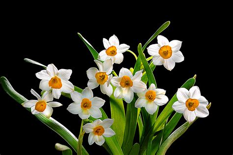 春节赏花传统由来已久 最流行的年宵花是这个（图）|水仙|春节_凤凰国学