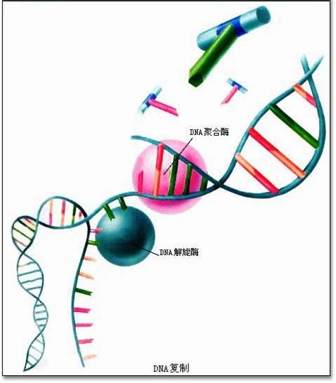 1. 转录： 以 DNA 的一条链为模板，合成 RNA 的过程。