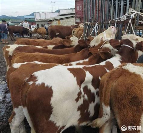 贵州省毕节地区肉牛养殖基地批发价格 吉林省 阳光 牛-食品商务网