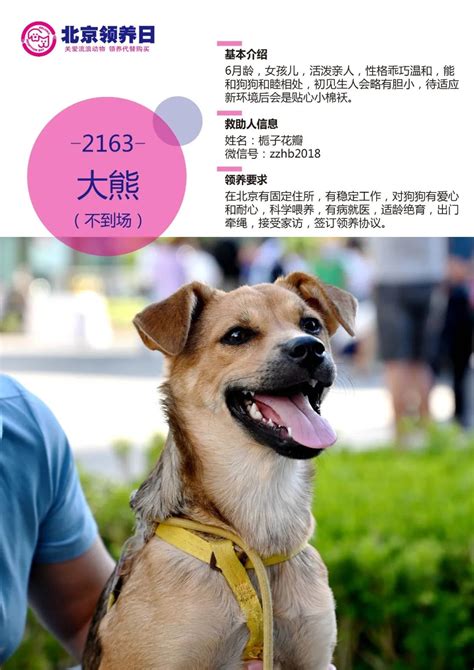 第69届北京领养日回顾｜最萌的街(gāi)，最靓的崽|狗_新浪新闻