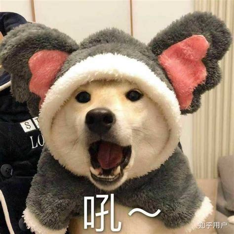 非主流小狗仔头像
