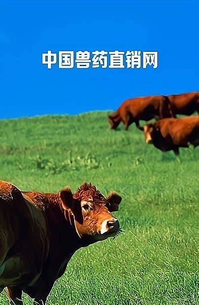 兽药直销网app下载-中国兽药直销网下载v1.0 安卓官方版-当易网