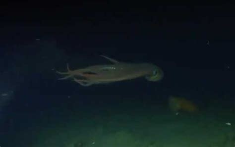 深海中的章鱼高清图片下载-正版图片600660253-摄图网