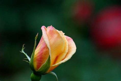 送玫瑰花朵数的含义，玫瑰花朵数代表的含义_可可情感网