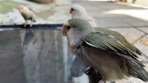 排名前10最粘人的鹦鹉品种(最受欢迎的亚马逊鹦鹉排名)-木子李育儿网