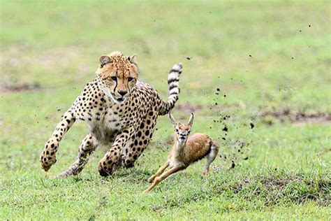 陆地上奔跑速度最快的哺乳动物：猎豹，最高时速达130公里_探秘志