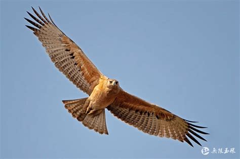 宁夏六盘山首次拍摄到国家二级保护鸟类斑头鸺鹠