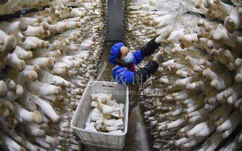 江苏灌南：小蘑菇 大产业-人民图片网
