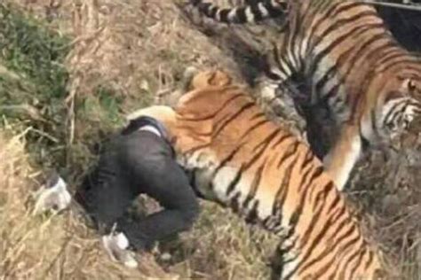 北京八达岭野生动物园员工被虎咬死 动物袭击人类的惊悚瞬间-热点新闻-墙根网