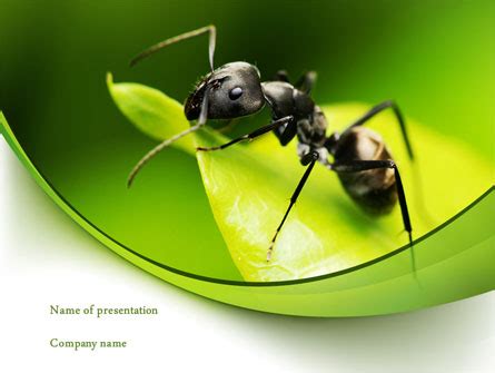 PPT - Ants PowerPoint Presentation, free download - ID:2455465