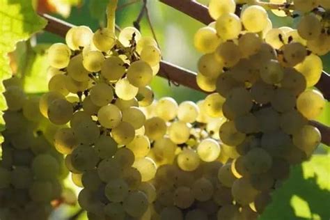 国际知名的12大葡萄品种