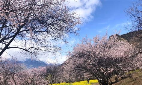 西藏小江南，林芝桃花第一村，欣赏绵延数百公里的桃花