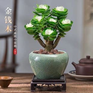 墨西哥巨人老桩图片