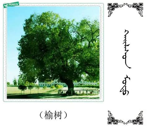 怎么知道树的名字图片（如何知道树的名称） _生活常识_