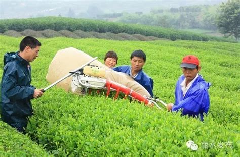 贵州金沙：推行返包管护经营模式 探索茶产业发展新路径_茶园_茶叶_资金