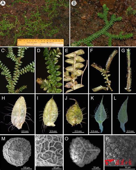 科研人员在三峡地区发现一种植物新物种