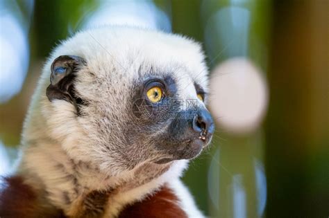 拯救濒临灭绝的马达加斯加小嘴狐猴，绿会"即时保护地”推动生物多样性保护 - 中国生物多样性保护与绿色发展基金会